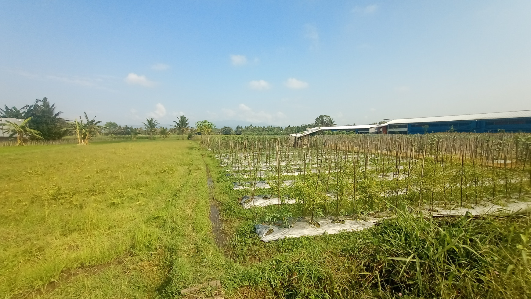 TANAH SAWAH 806 METER PERSEGI DI SONOHARJO, SEYEGAN, SLEMAN