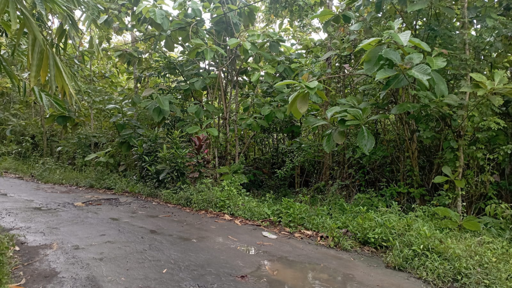 Tanah 5112 Meter persegi Di Balecatur, Gamping, Sleman