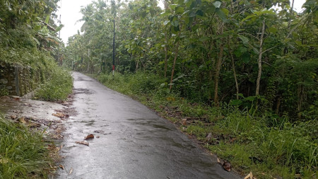 Tanah 4768 Meter persegi Di Balecatur, Gamping, Sleman