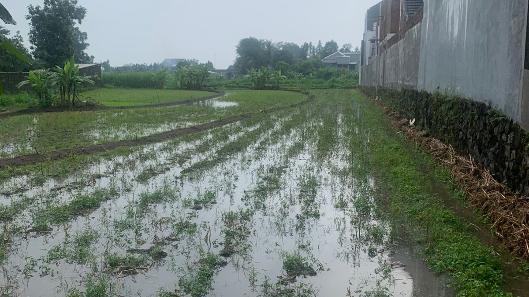 TANAH LUAS SAWAH LOKASI STRATEGIS 