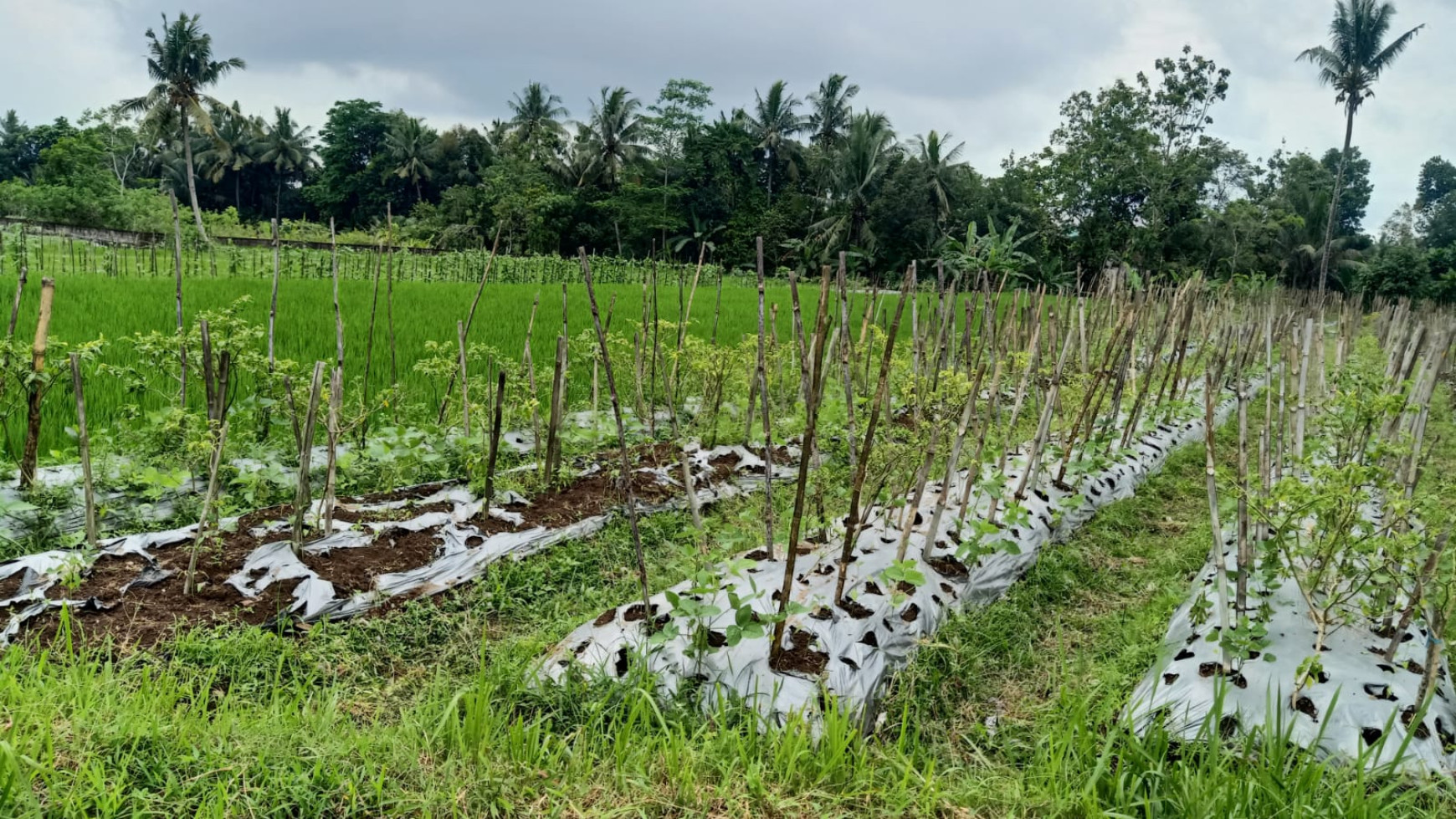 Tanah 1206 Meter Persegi Dekat Kawasan Desa Wisata dan Obelix Village Sleman