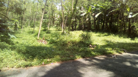 TANAH DI CANDI SARDONOHARJO BELAKANG KAMPUS TERPADU UII JOGJA