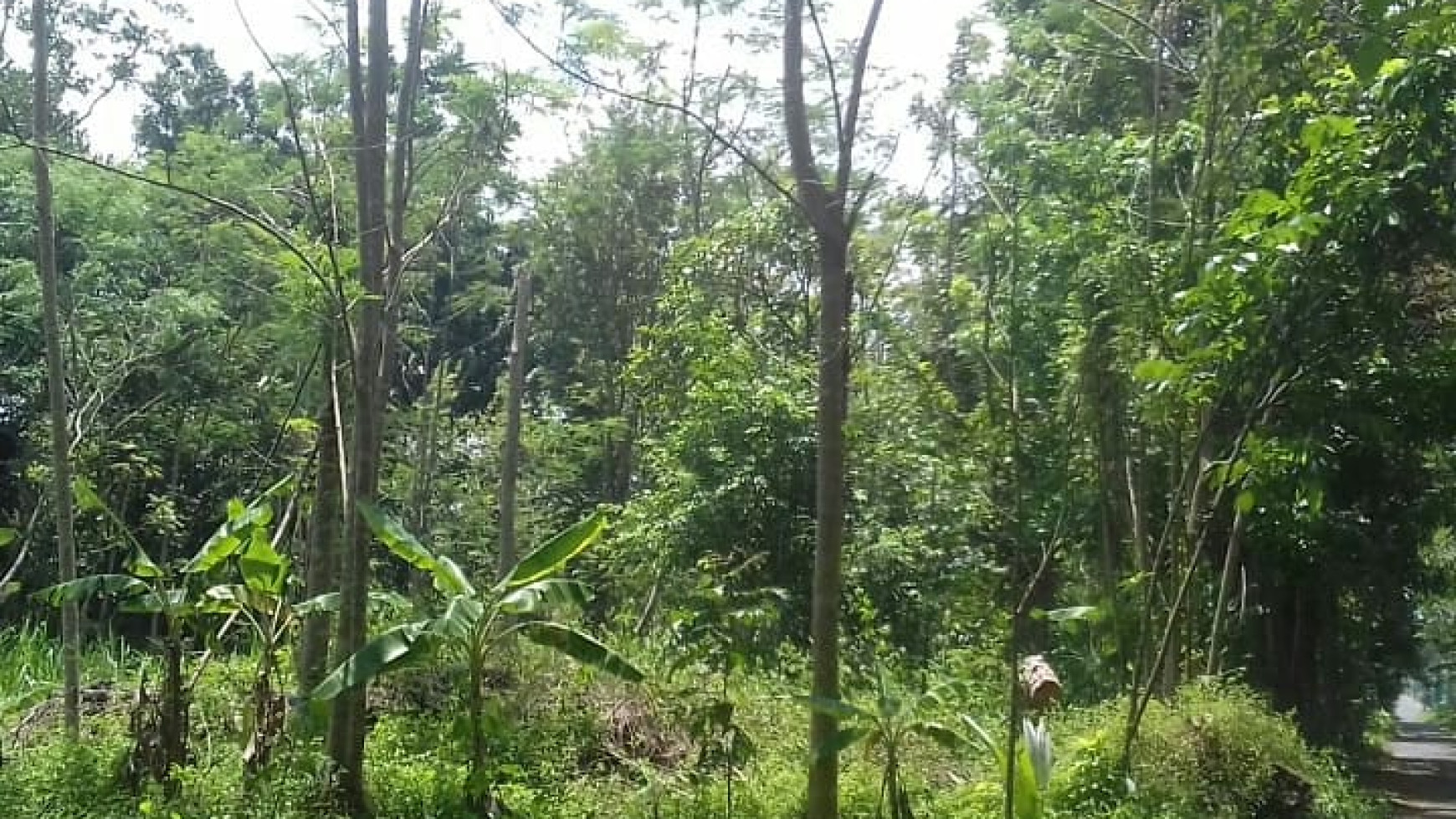 TANAH DI CANDI SARDONOHARJO BELAKANG KAMPUS TERPADU UII JOGJA