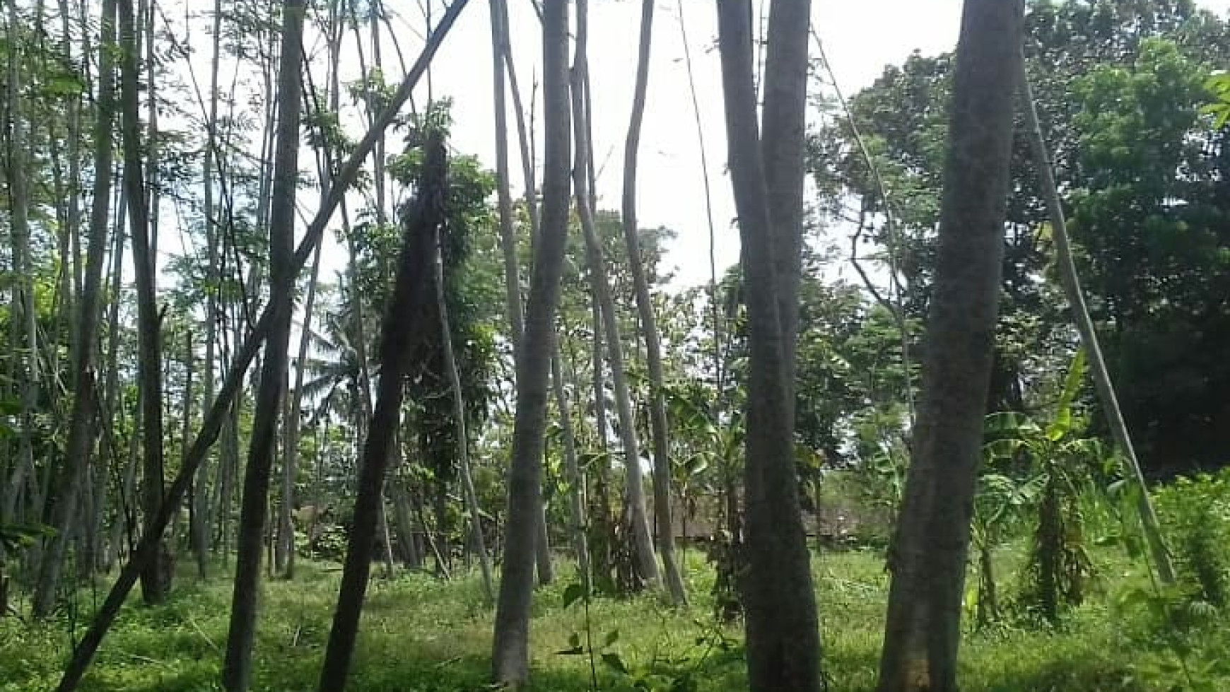 TANAH DI CANDI SARDONOHARJO BELAKANG KAMPUS TERPADU UII JOGJA