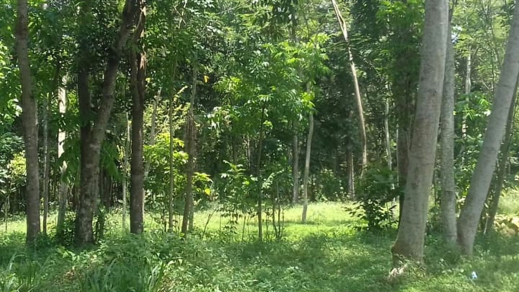 TANAH DI CANDI SARDONOHARJO BELAKANG KAMPUS TERPADU UII JOGJA