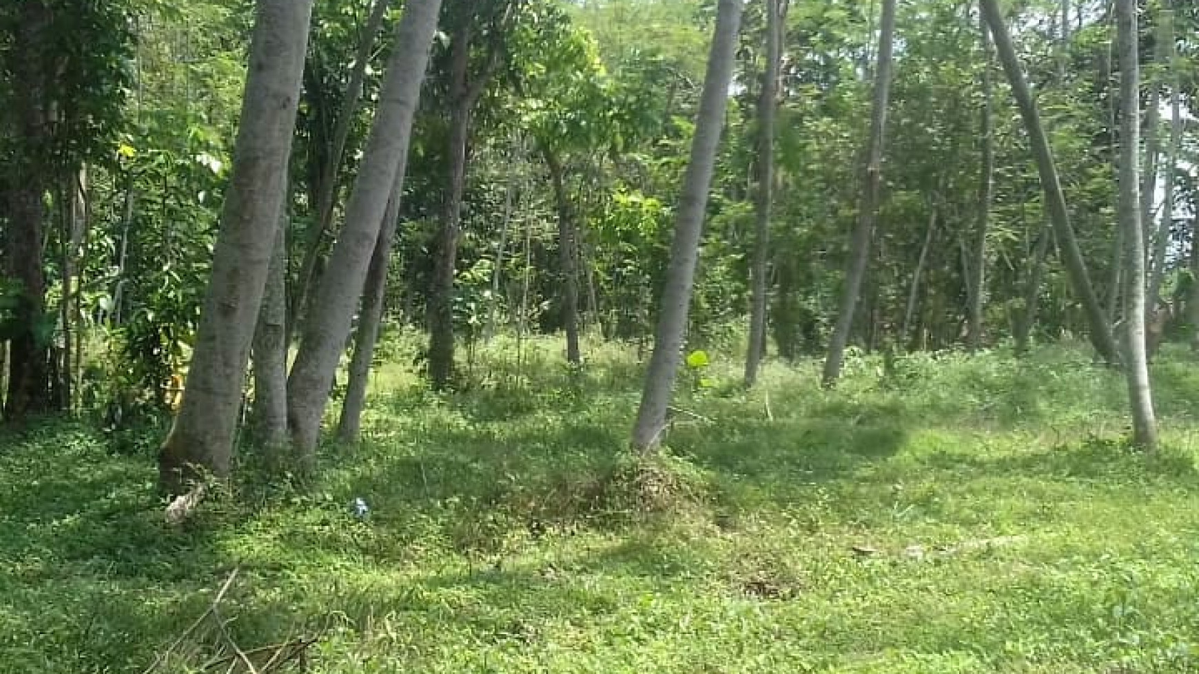 TANAH DI CANDI SARDONOHARJO BELAKANG KAMPUS TERPADU UII JOGJA