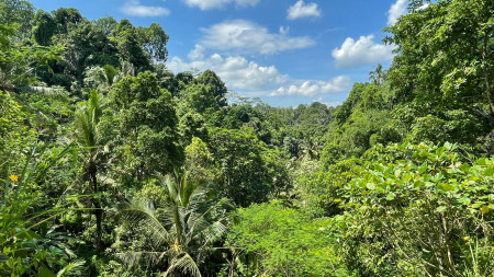 Leasehold land 8857 Sqm In Great Location Ubud 