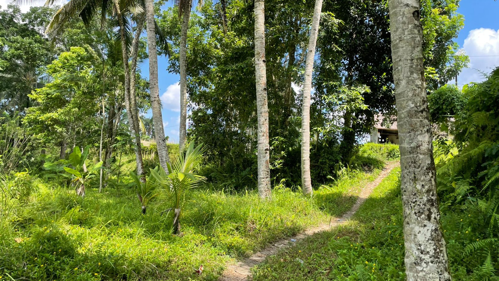 Leasehold land 8857 Sqm In Great Location Ubud 