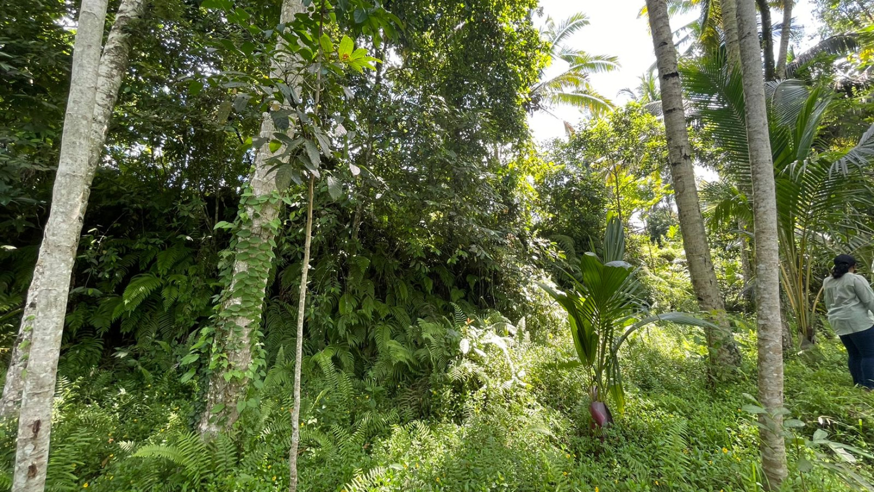 Leasehold land 8857 Sqm In Great Location Ubud 