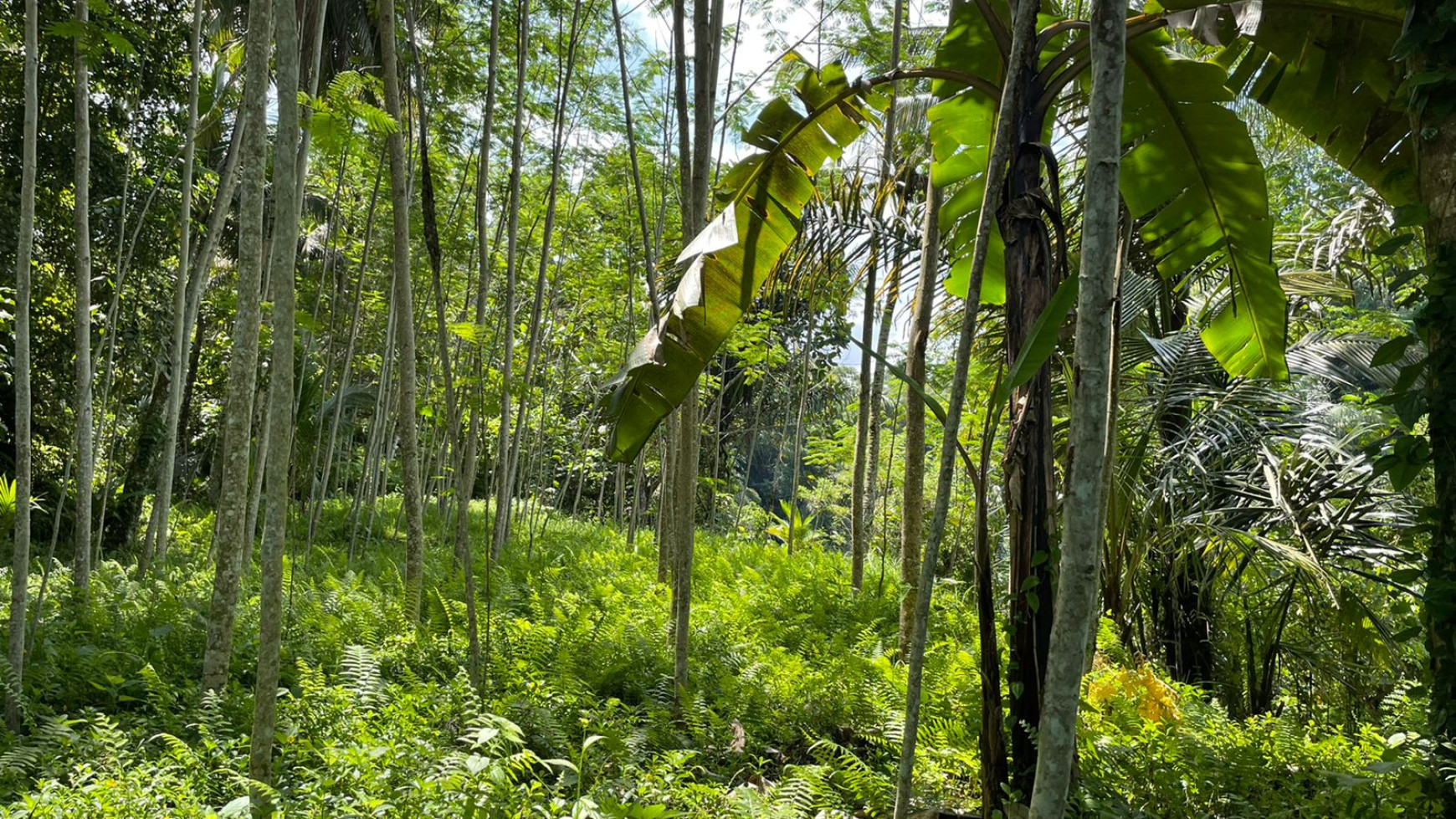 Leasehold land 8857 Sqm In Great Location Ubud 