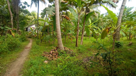 TANAH SELUAS 1476 METER BERLOKASI DI KULON PROGO