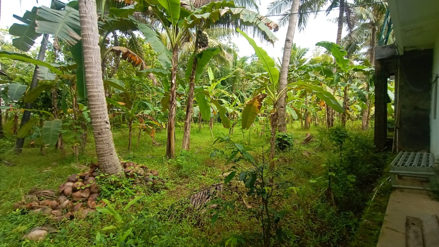 TANAH SELUAS 1476 METER BERLOKASI DI KULON PROGO