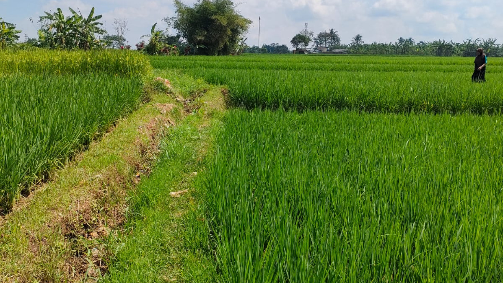 Tanah Sawah 3240 Meter Persegi Di Babakan Sukabumi Jawa Barat