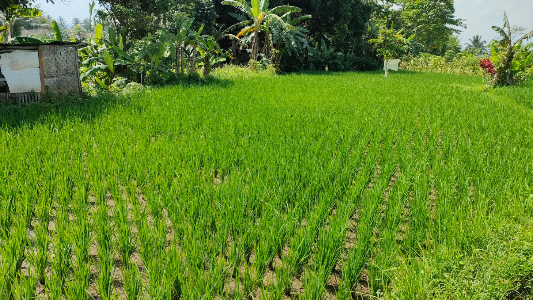 Tanah Sawah 3240 Meter Persegi Di Babakan Sukabumi Jawa Barat