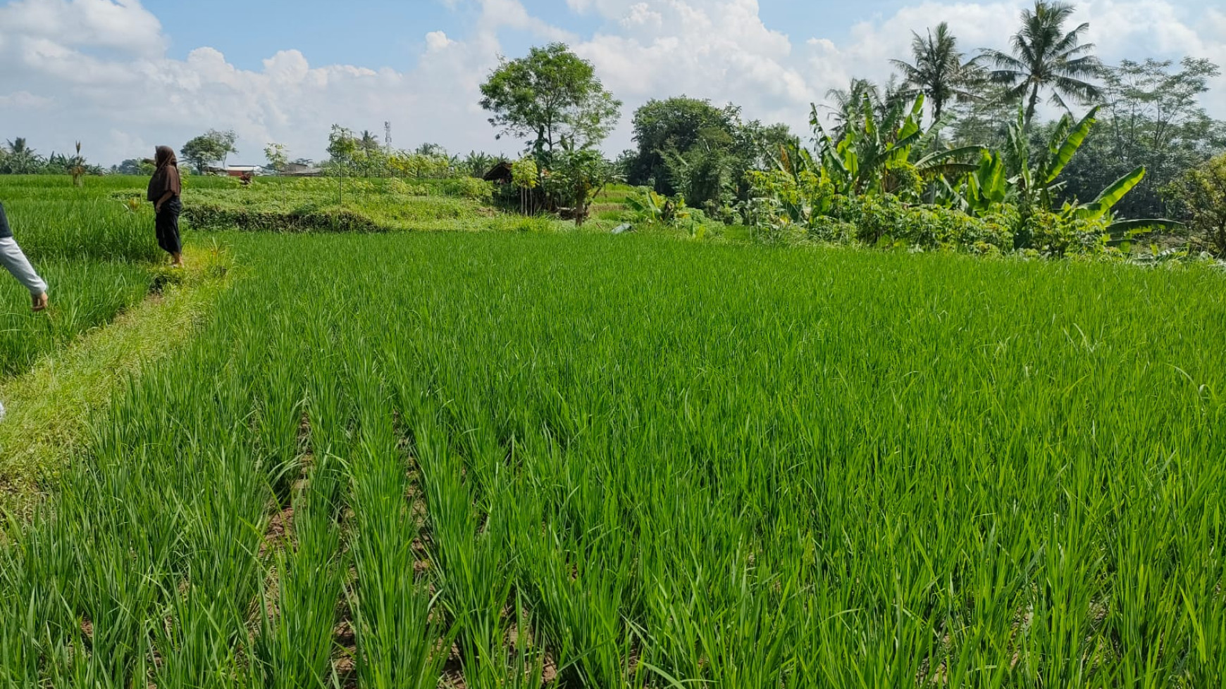 Tanah Sawah 3240 Meter Persegi Di Babakan Sukabumi Jawa Barat