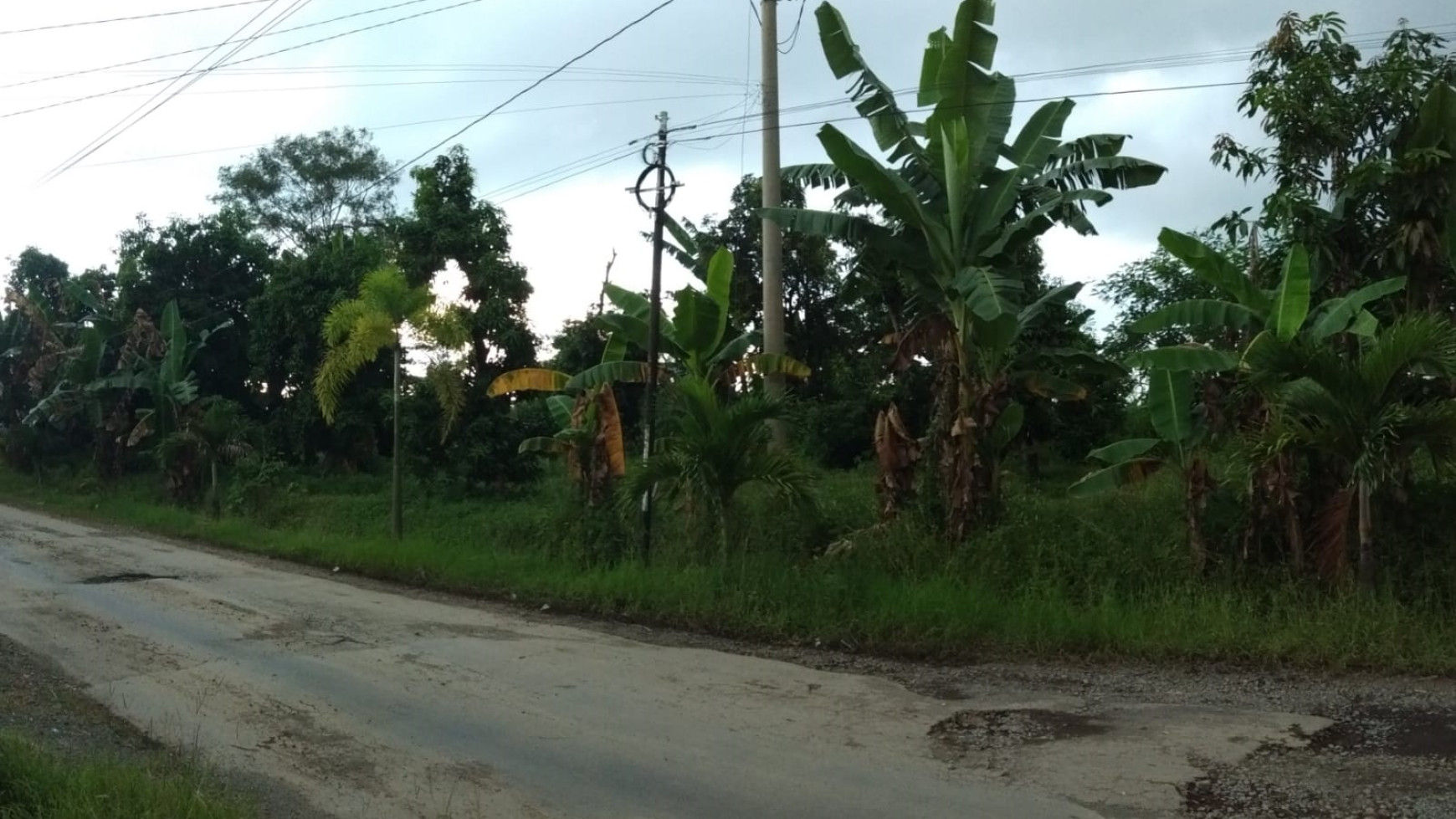 Tanah Sawah 2927 Meter Persegi Di Jl Raya Nalumsari Jepara 