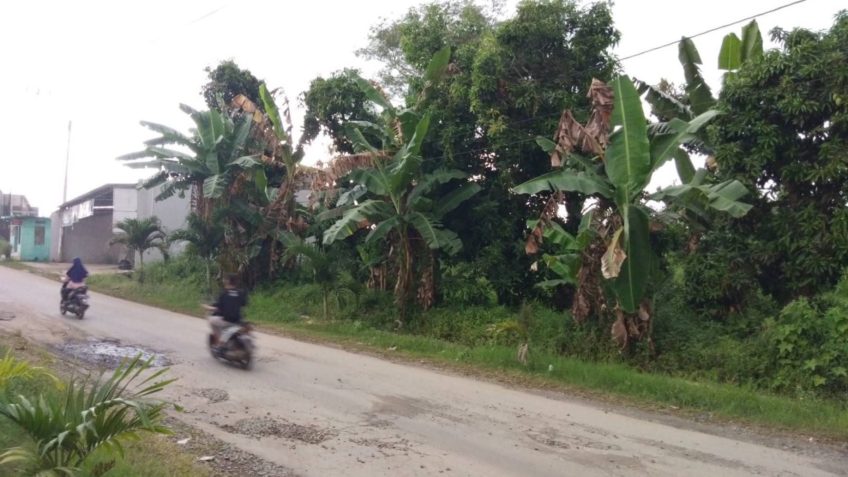 Tanah Sawah 2927 Meter Persegi Di Jl Raya Nalumsari Jepara 