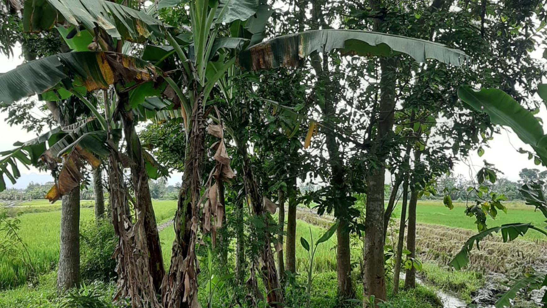 TANAH LUAS DI DUSUN SUMYANG KLATEN