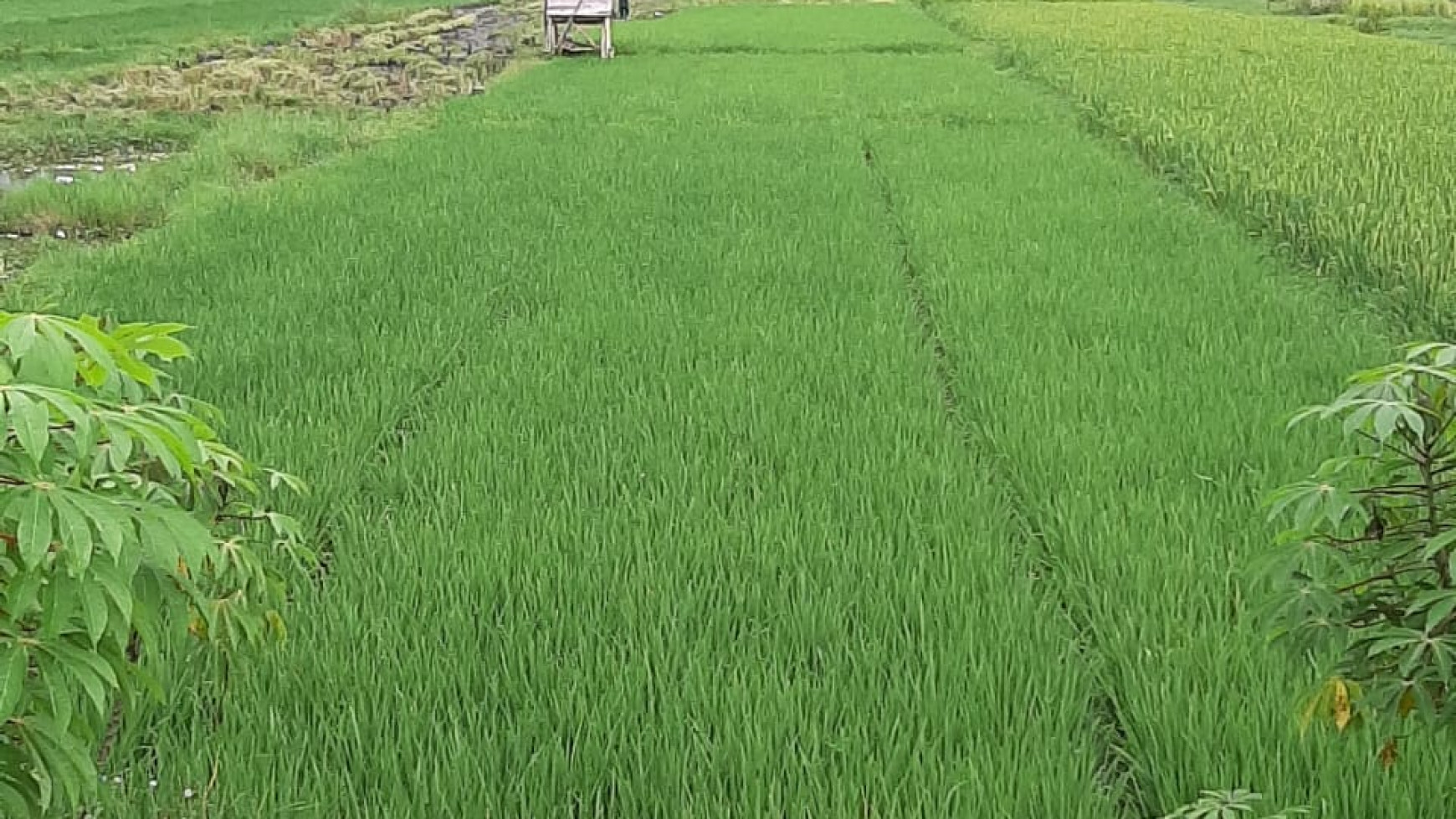 TANAH LUAS DI DUSUN SUMYANG KLATEN