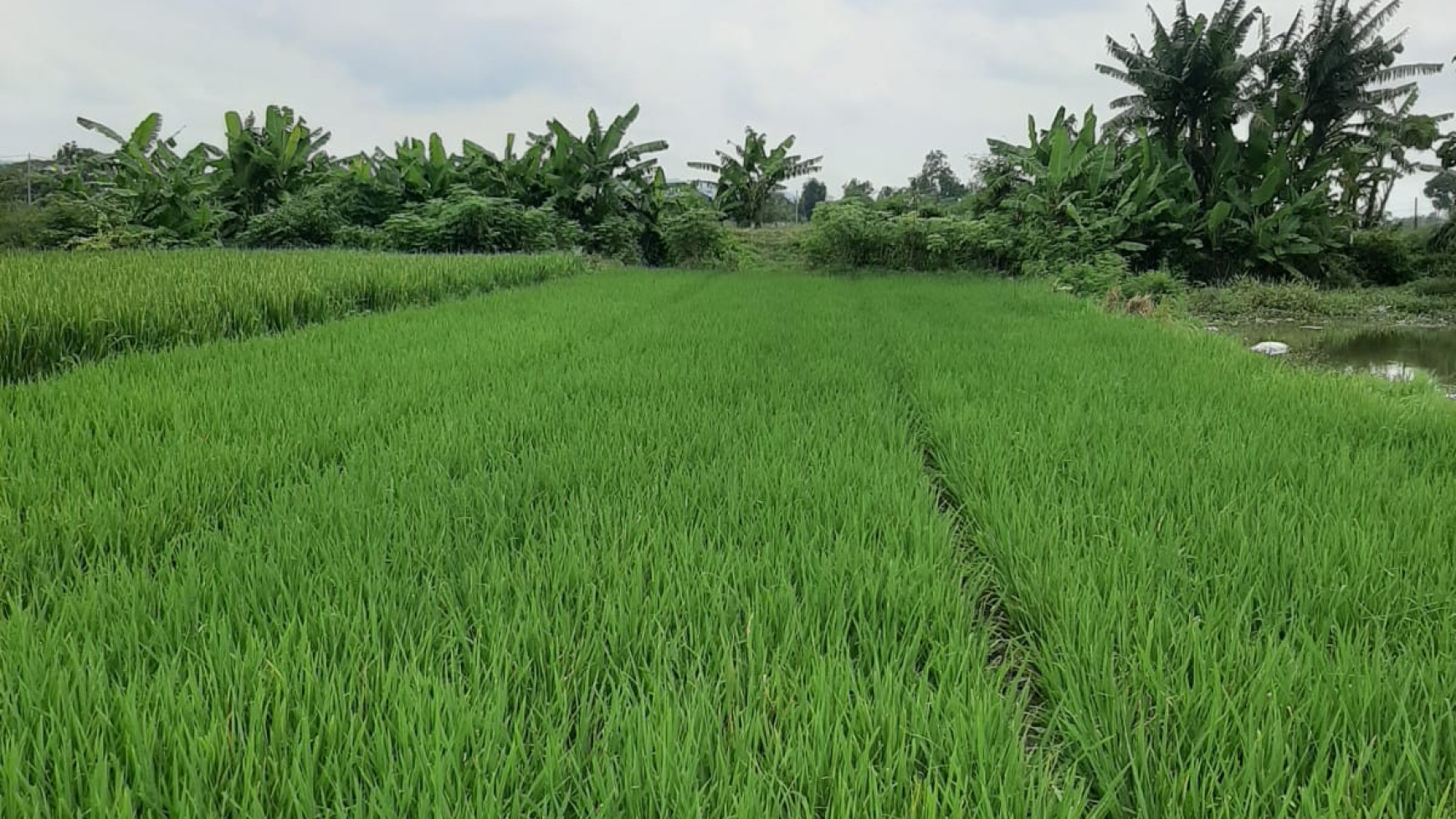 TANAH LUAS DI DUSUN SUMYANG KLATEN