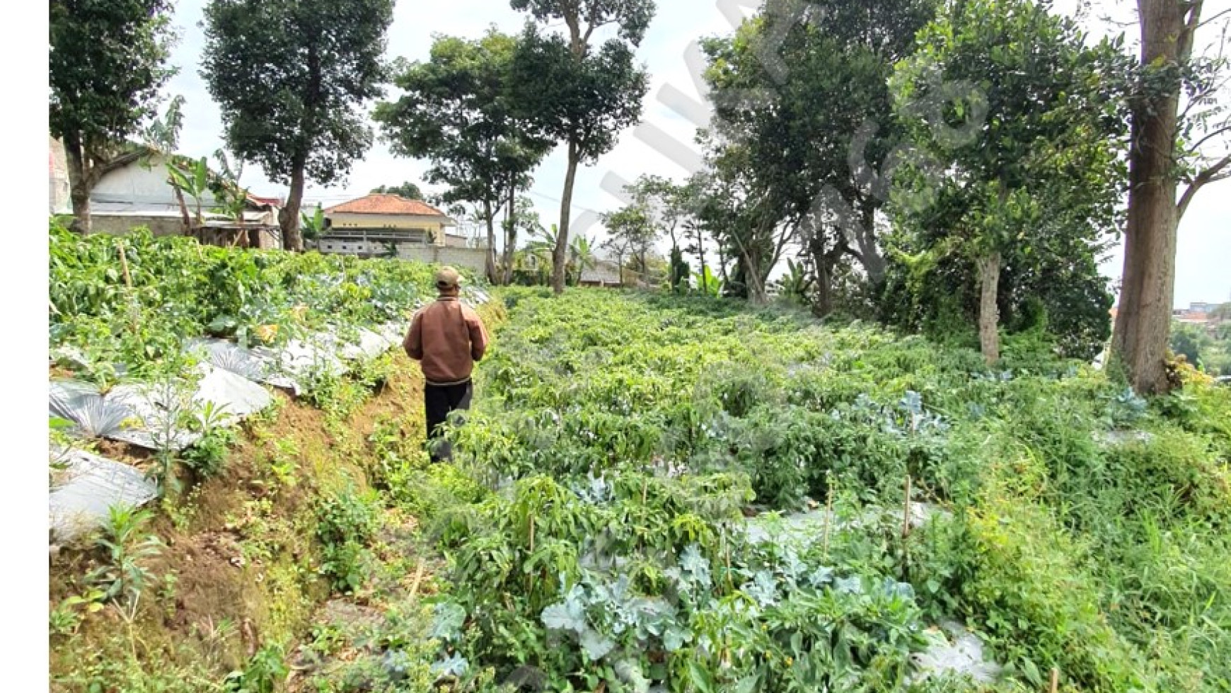 Dijual tanah di Mainroad daerah Ciwaruga