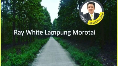 DIJUAL MURAH TANAH BERIKUT KEBUN JATI SELUAS 76 HEKTAR DI NATAR LAMPUNG SELATAN