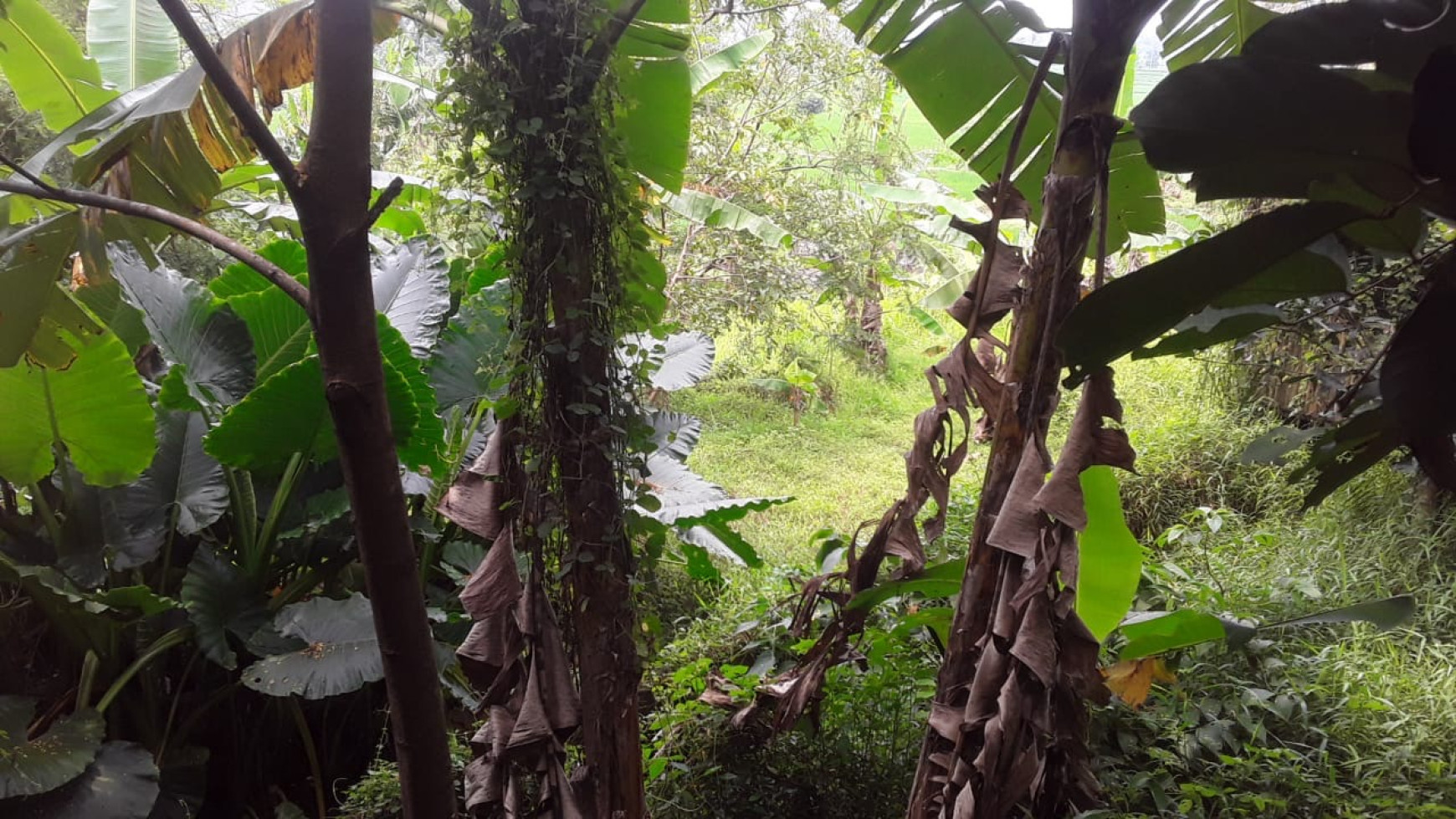 SEBIDANG TANAH DI CIHUNI, PURWAKARTA