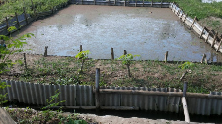 TANAH SAWAH DI NGRENAK SIDOMOYO, GODEAN
