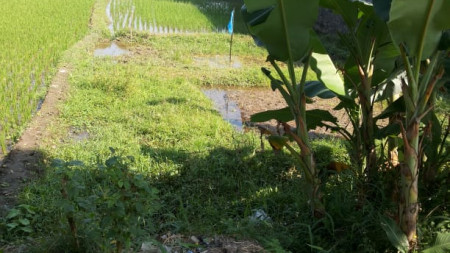 TANAH SAWAH DI NGRENAK SIDOMOYO, GODEAN