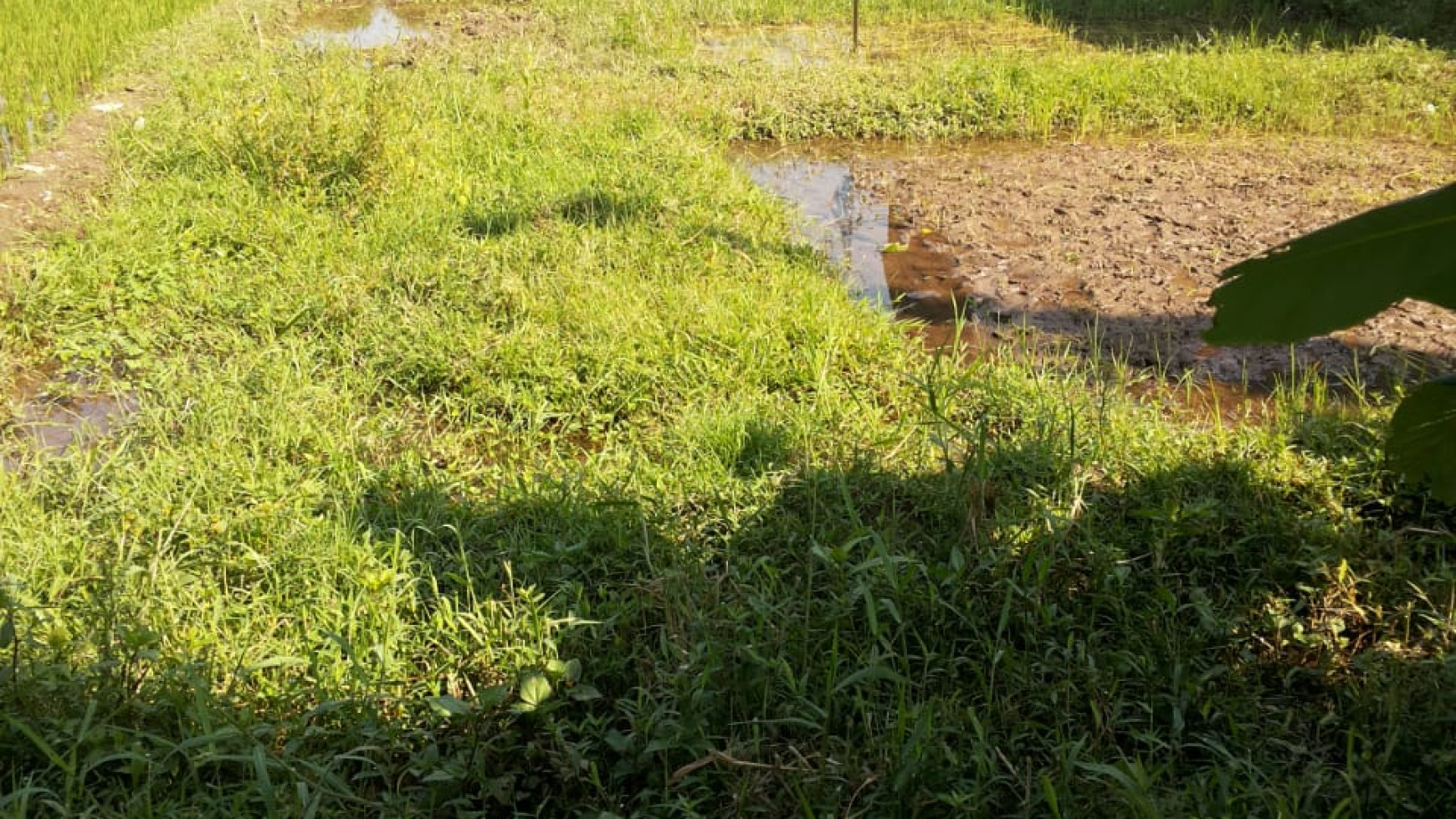 TANAH SAWAH DI NGRENAK SIDOMOYO, GODEAN