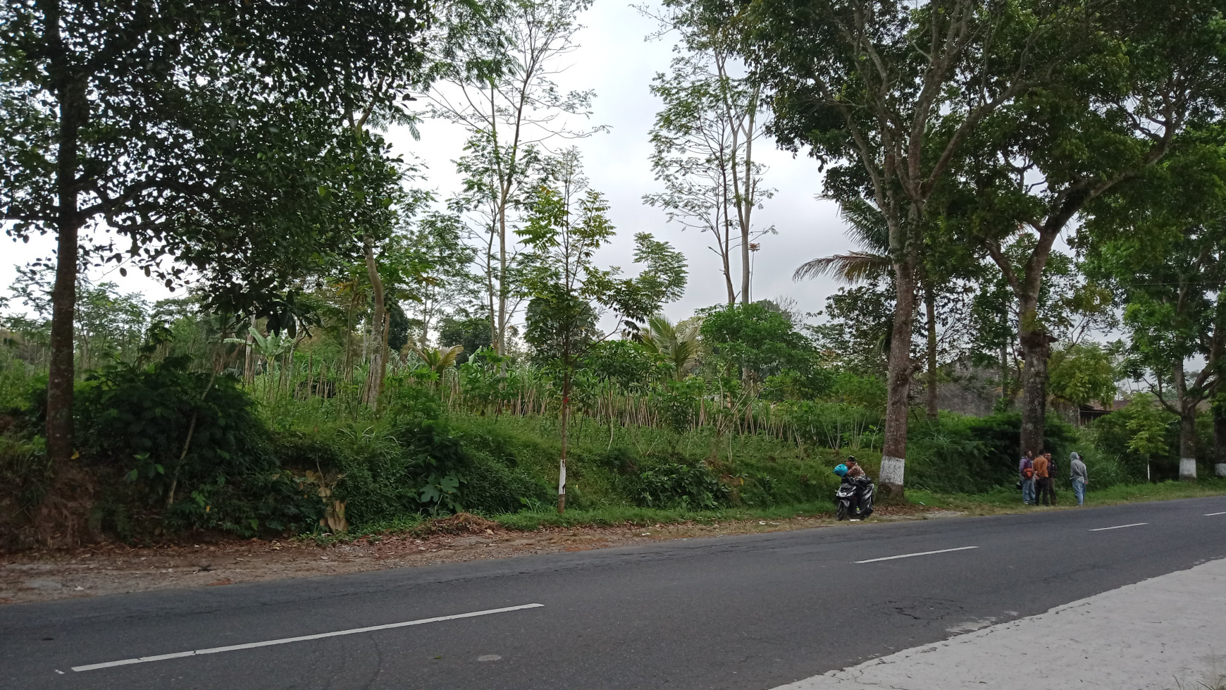 TANAH SAWAH DENGAN LUAS 2000 METER DI JL MAGELANG NGABLAK