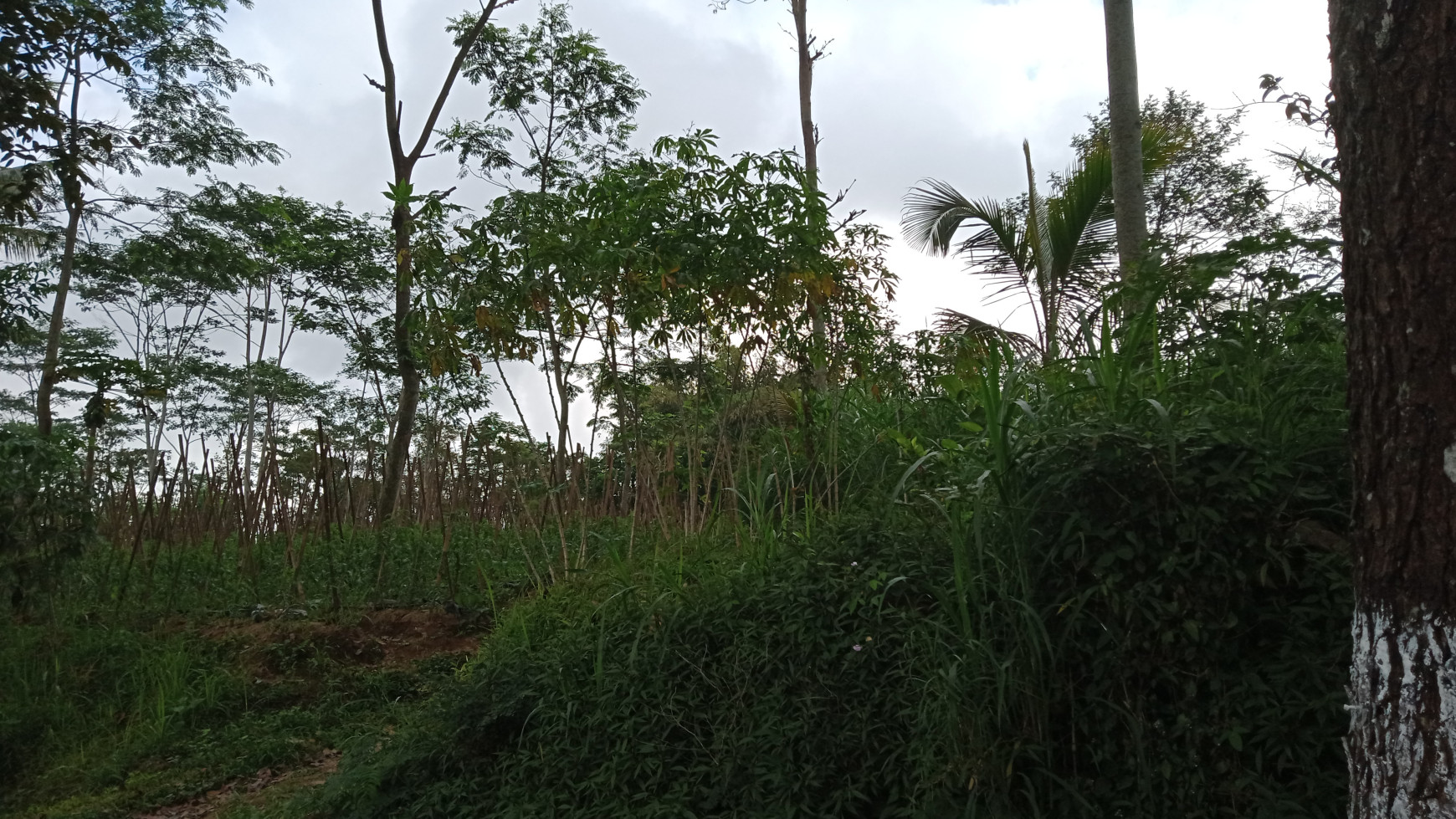 TANAH SAWAH DENGAN LUAS 2000 METER DI JL MAGELANG NGABLAK