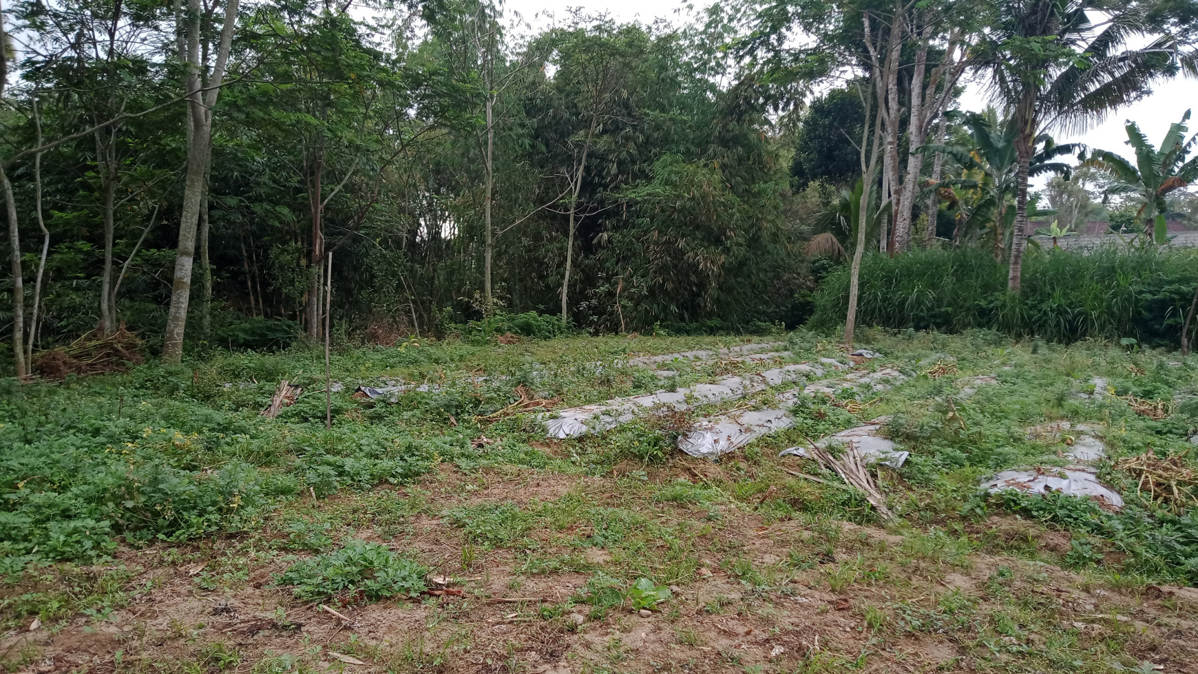 TANAH SAWAH DENGAN LUAS 2000 METER DI JL MAGELANG NGABLAK