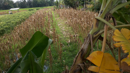 TANAH SAWAH DIATAS 1000 METER PERSEGI DI PAKER, JL PARANGTRITIS, BANTUL