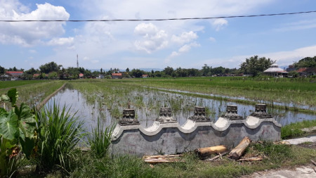 TANAH SAWAH 1266 METER PERSEGI DI PAKER, AMBARKETAWANG, GAMPING, SLEMAN