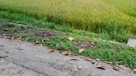 TANAH SAWAH 447 METER PERSEGI DI TAMBALAN, GILANGHARJO, BANTUL