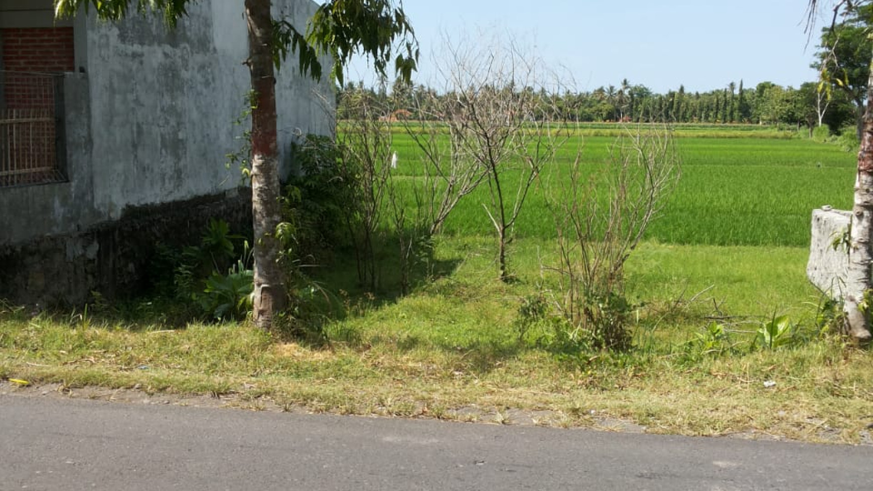 TANAH SAWAH SELUAS 80 METER PERSEGI, DI JL GANJURAN, BANTUL