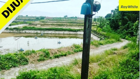 Tambak di desa Sidodadi  Padang Cermin, Pesawaran