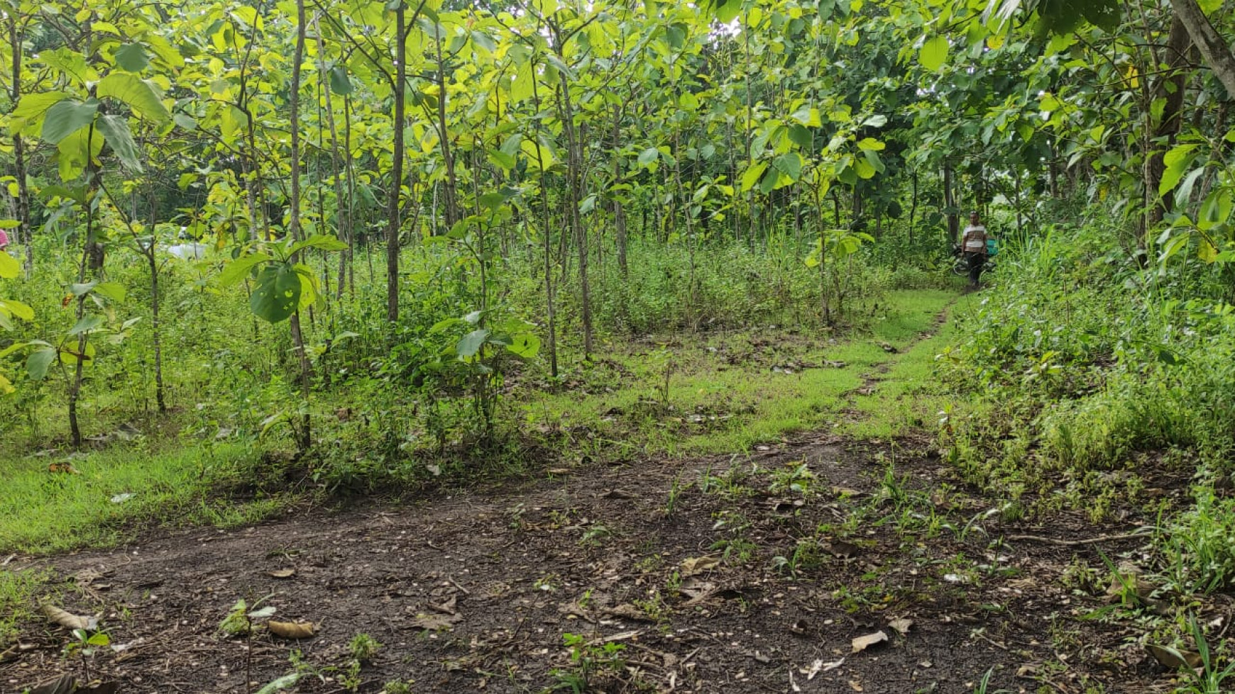 Tanah Tegalan 735 Meter Persegi Di Jl Semanu Gunung Kidul 