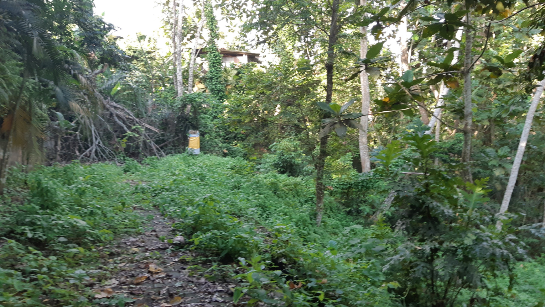 Land 1000 Sqm Freehold Beyond Canggu