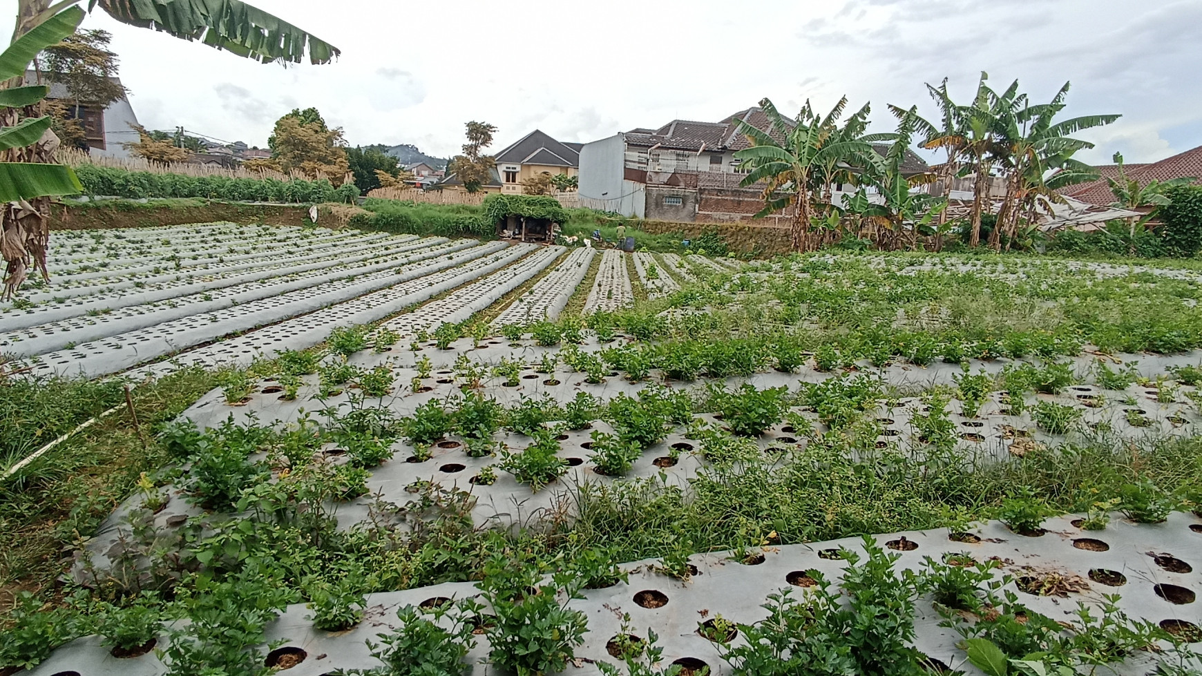 Kavling Strategis Siap Bangun di Komplek Setiabudi Regency