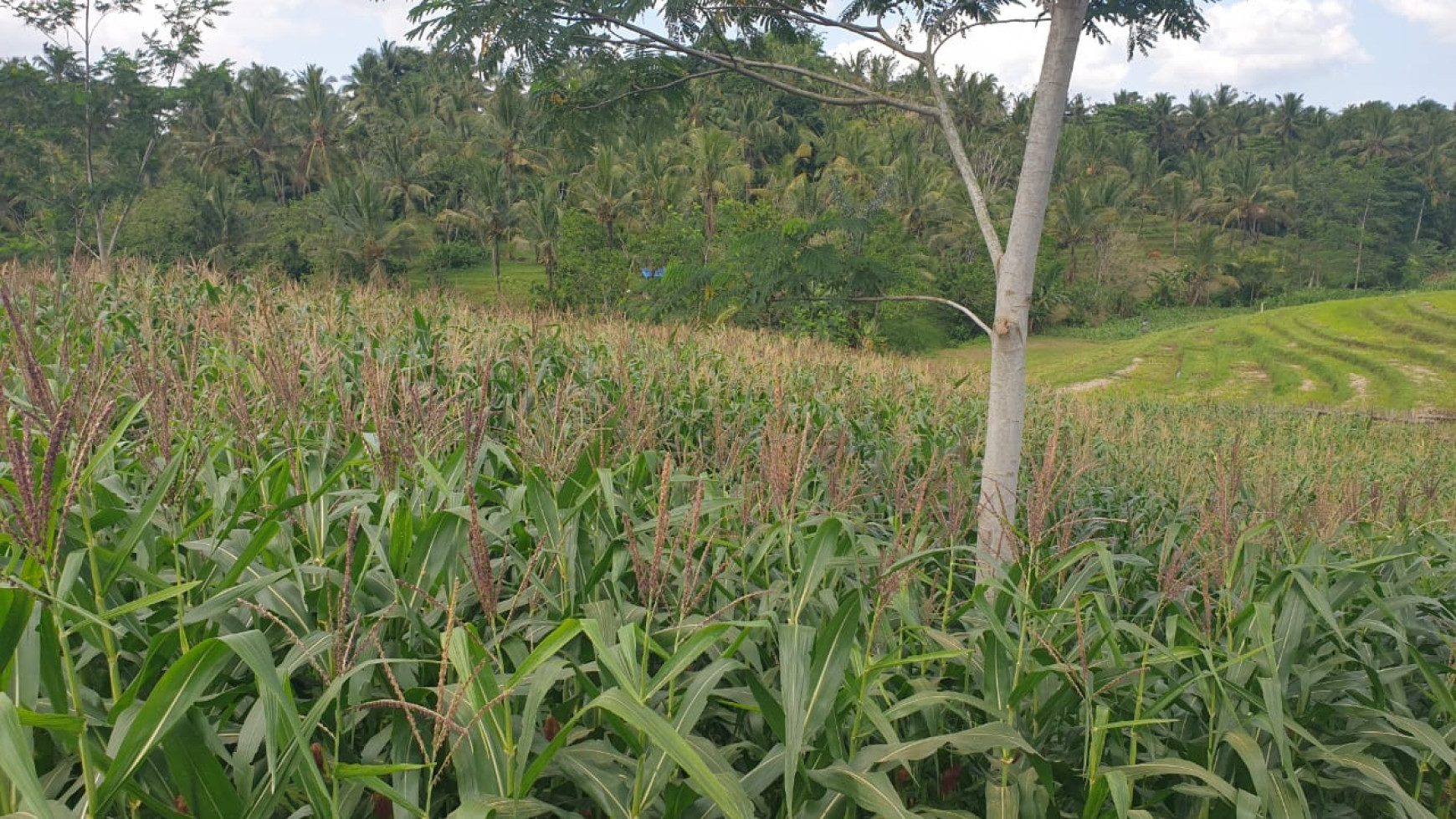 Tanah 3150 m2 di  Selemadeg Tabanan Bali 