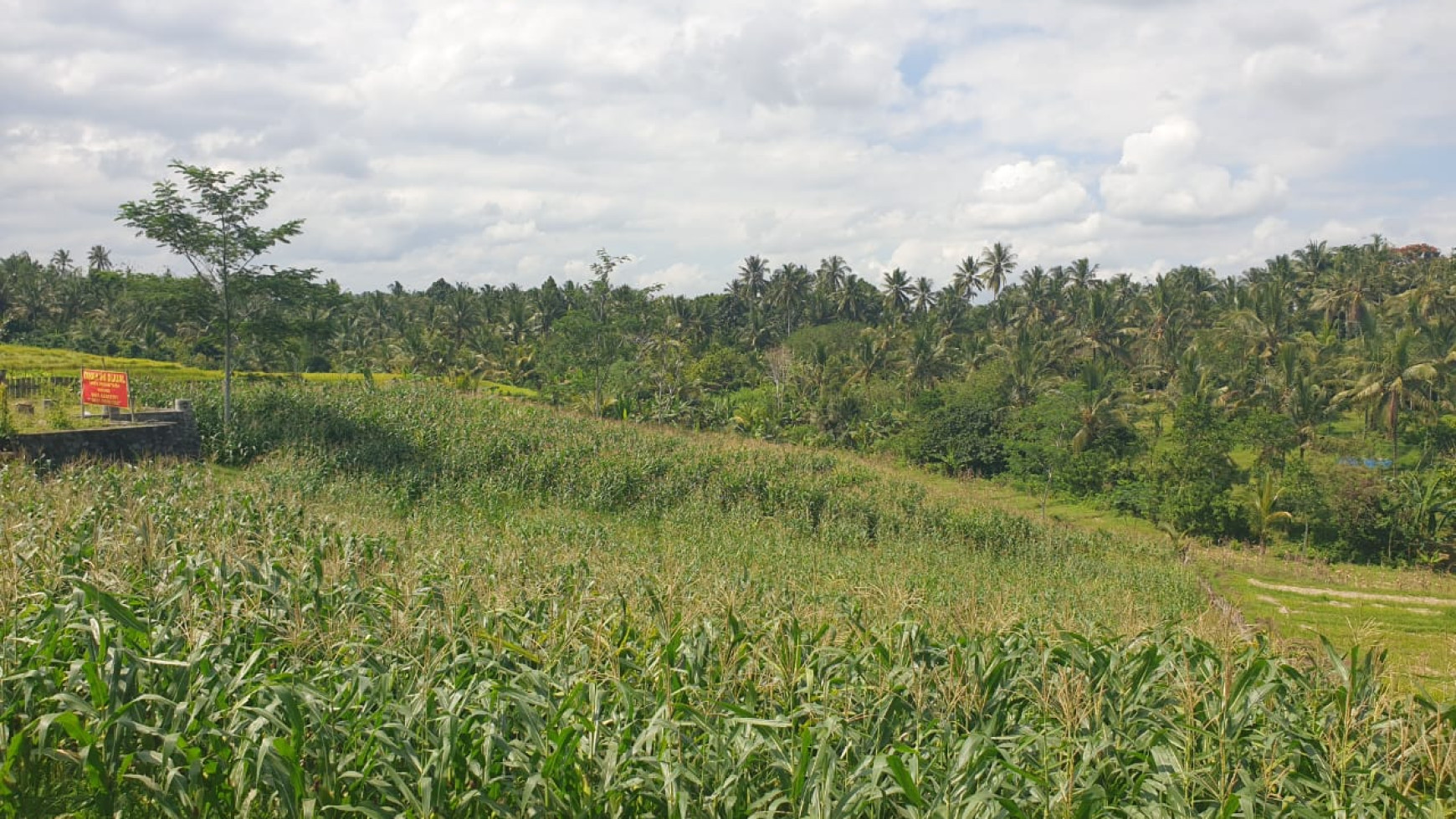 Tanah 3150 m2 di  Selemadeg Tabanan Bali 