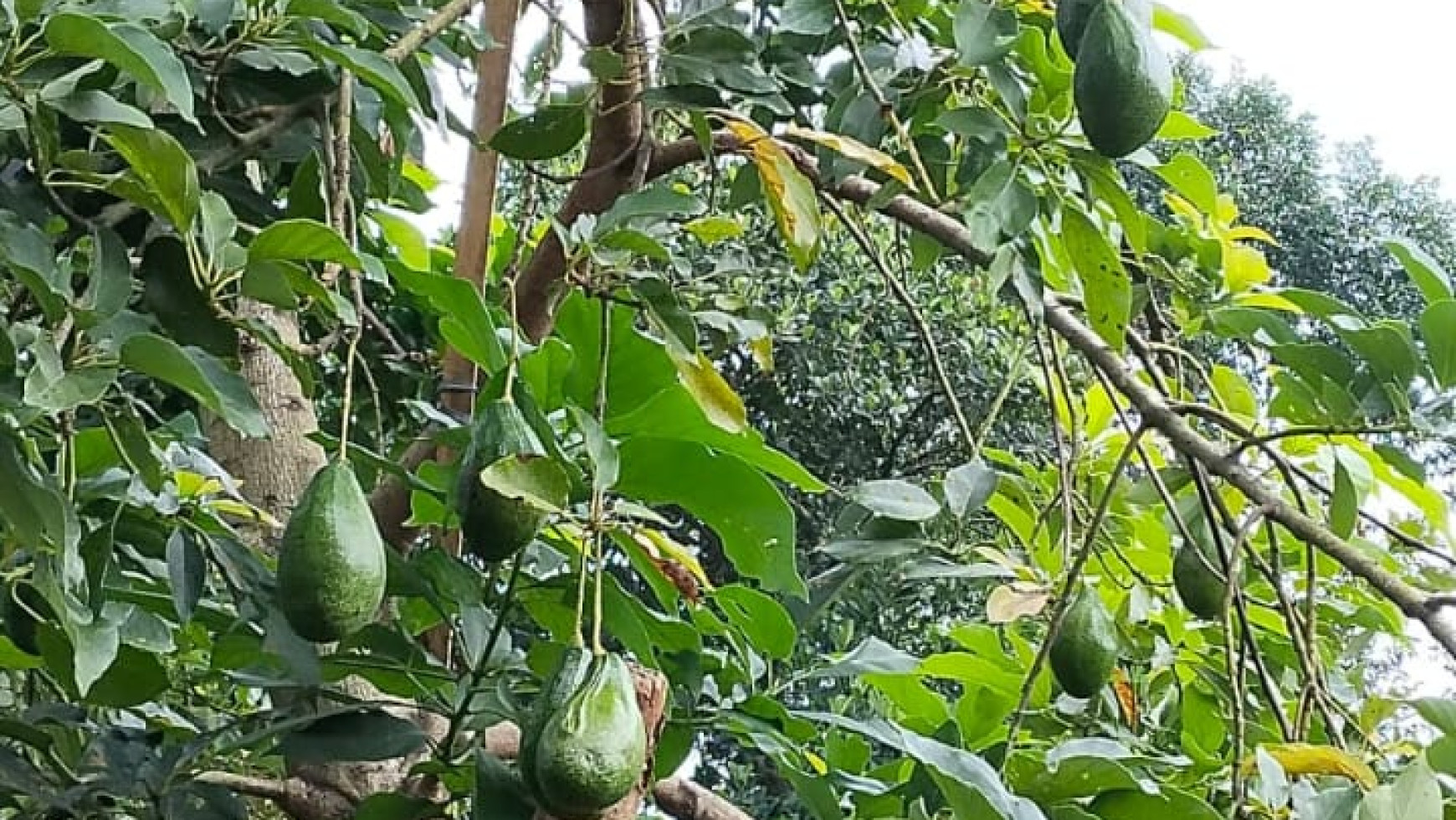 Disewakan Kavling Terdapat Resort dan Lokasi Strategis @Jl Pondok Sawah Indah, Ciputat