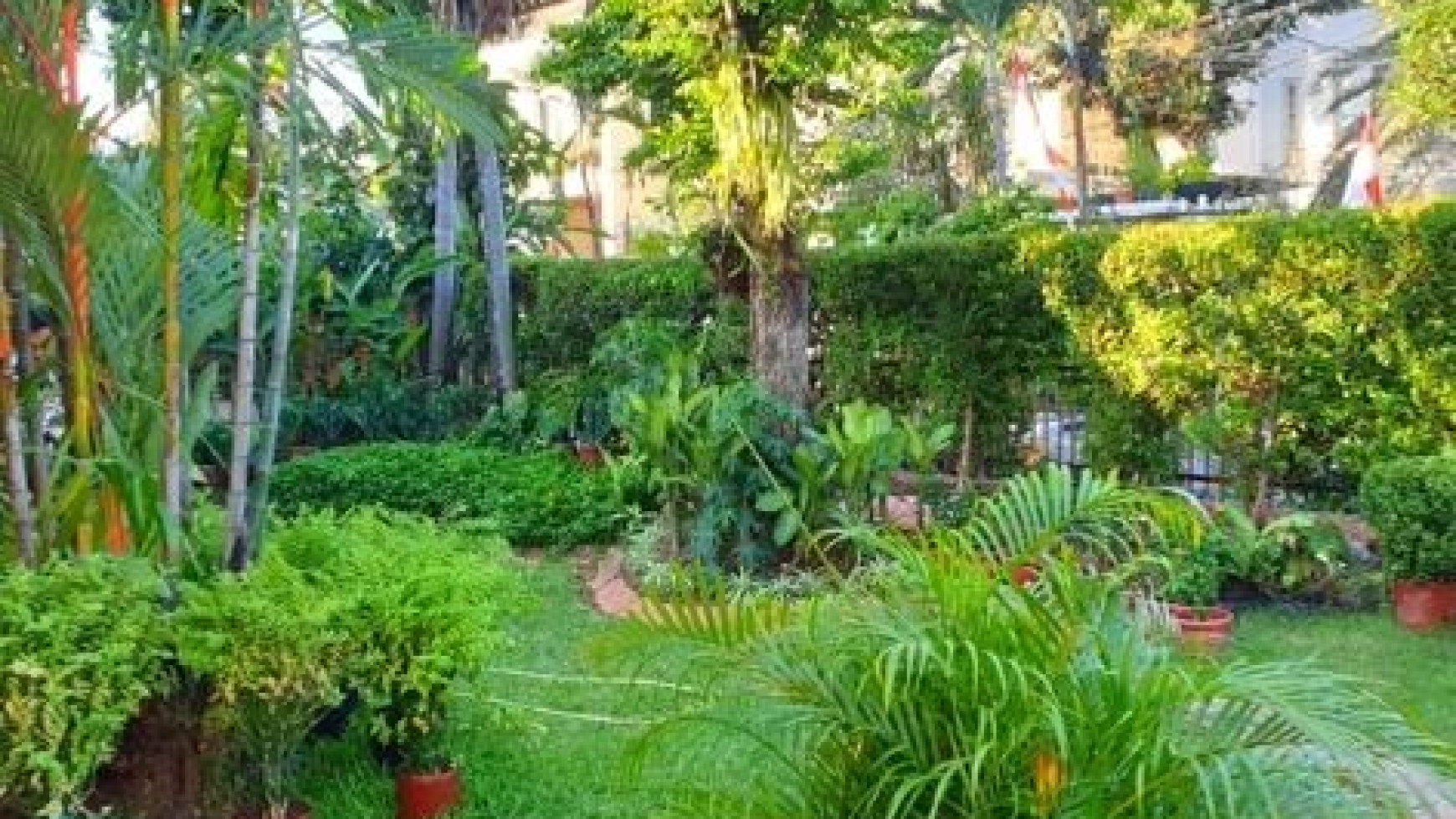 Rumah Ada Taman Sangat Asri Dan Cantik Di Menteng 