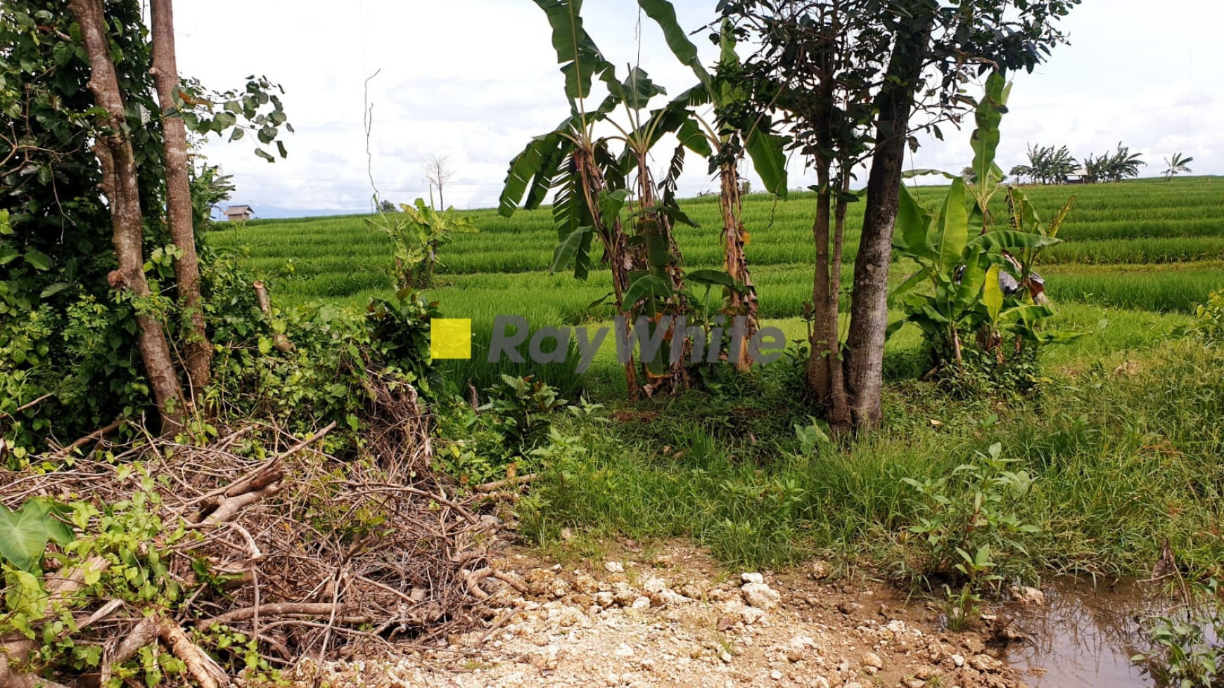 Land for Sale at Pererenan Buduk, Badung