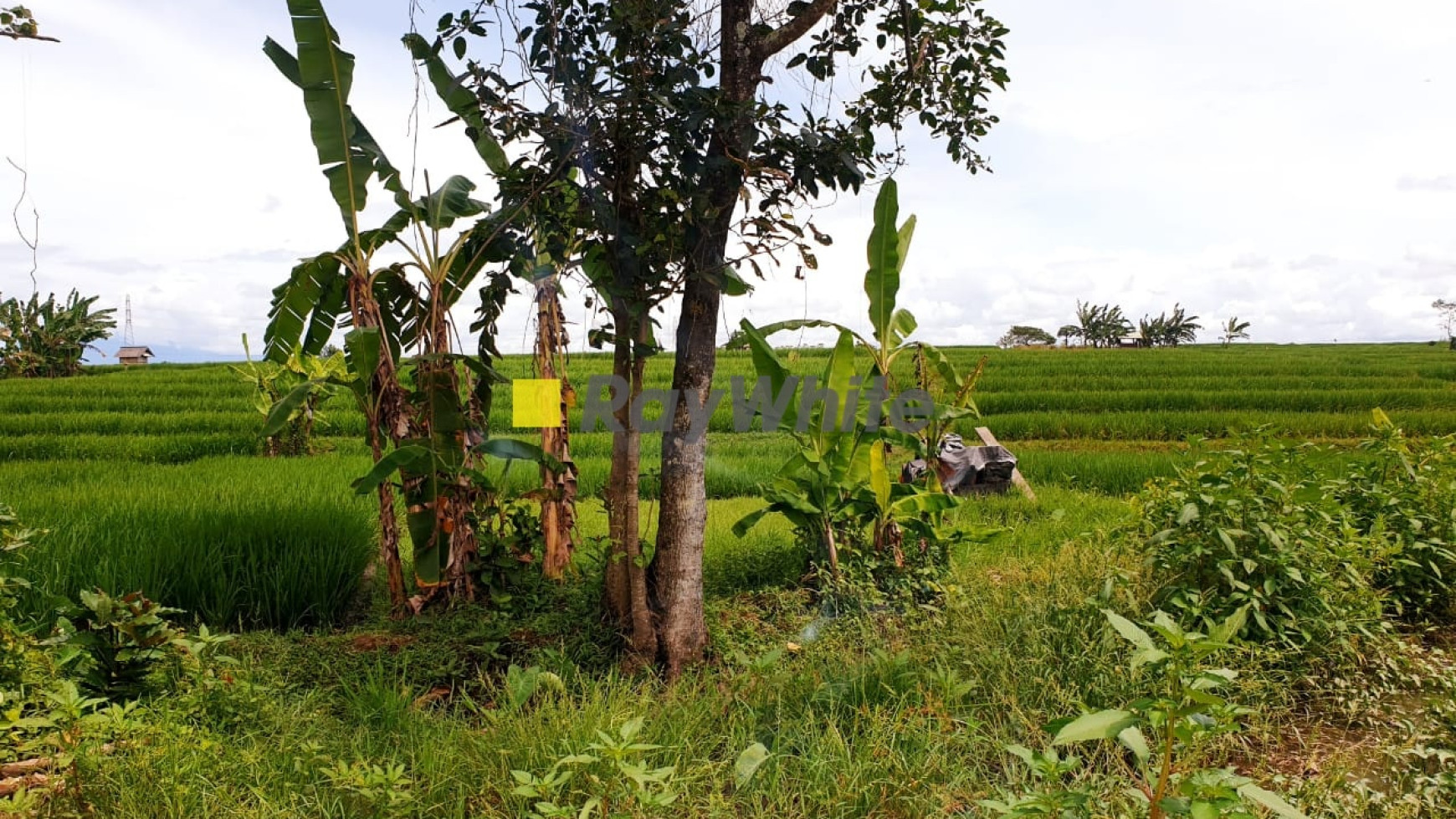 Land for Sale at Pererenan Buduk, Badung