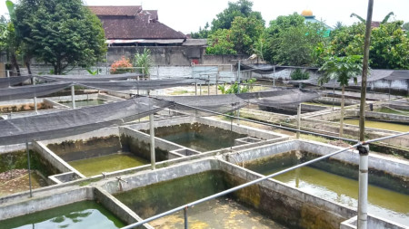 Dijual Tanah Berisi Kolam Ikan