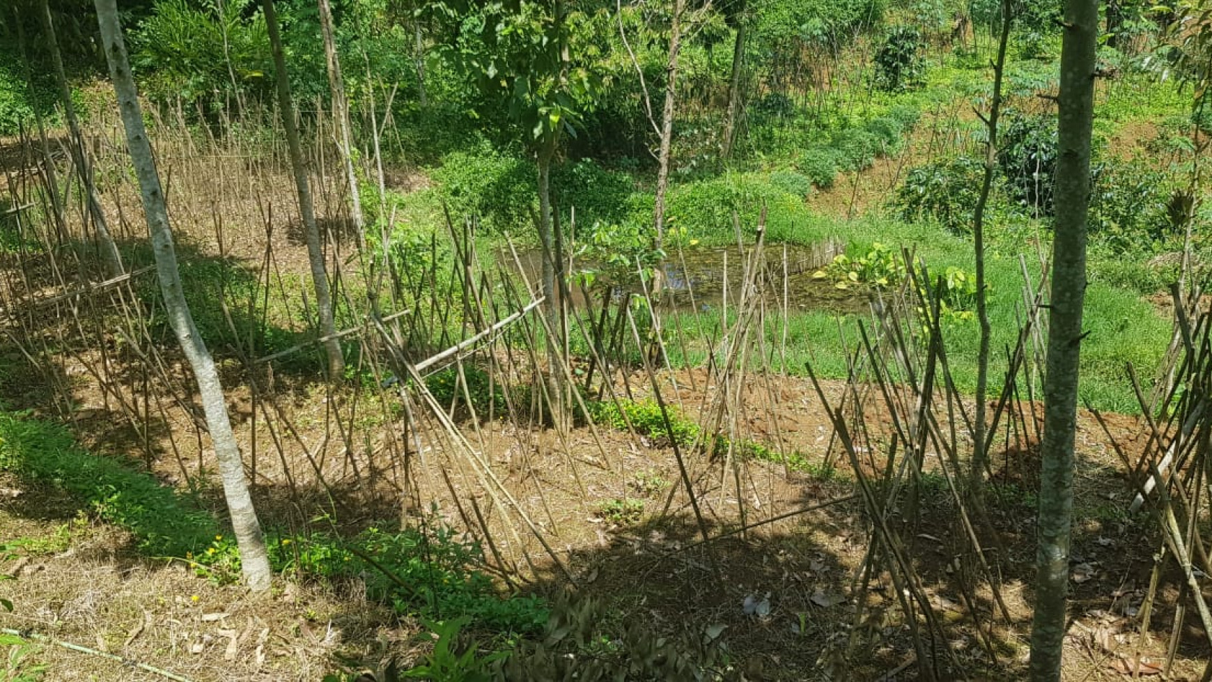 Tanah Sawah Siap Tanam Harga Murah di Pasirjambu Kab. Bandung