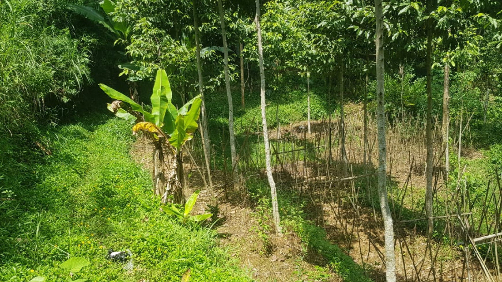 Tanah Sawah Siap Tanam Harga Murah di Pasirjambu Kab. Bandung